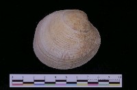 藏品(圓球簾蛤)的圖片